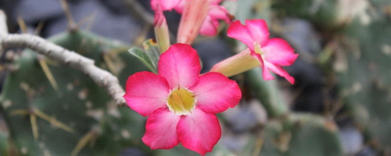 沙漠玫瑰有没有毒（沙漠玫瑰有没有毒对人体有没有害）