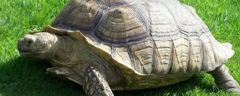 养什么乌龟招财比较好 家里养招财龟好不好