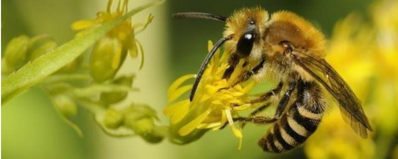 中蜂多久换一次蜂王，何时换王 中蜂王多长时间换王
