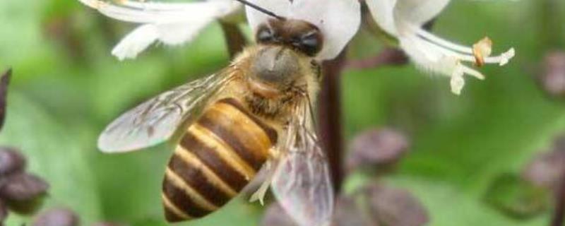 中蜂过箱后为什么跑了，什么时候过箱好