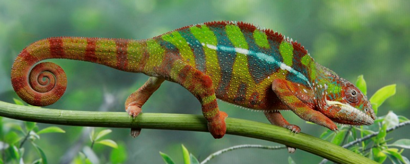 变色龙能变几种颜色（变色龙能变成几种颜色）