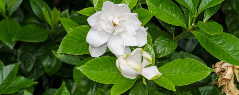 栀子花不开花怎么办（栀子花开不开花怎么办）