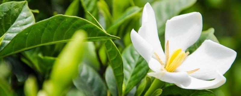 栀子花可以泡茶喝吗（栀子花可以直接泡茶吗）