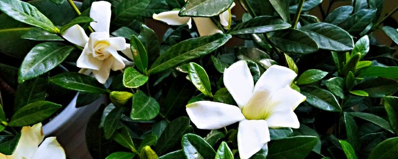 栀子花真的可以吃吗 栀子花能吃吗?吃了有什么好处吗?