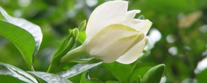 孕妇可以闻栀子花吗（孕早期可以闻栀子花吗）