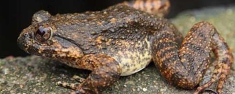 石蛙和青蛙的区别,石蛙和青蛙是什么科属