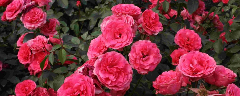 月季白粉病的防治方法,附危害症状和发生规律