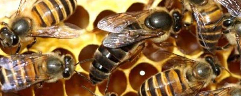 不足一框意蜂怎样春繁，附春繁技术 春繁不足一脾蜂