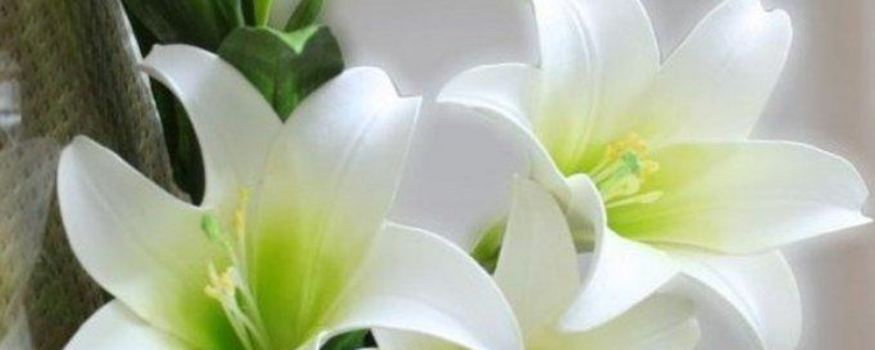 百合种子多少钱一斤 百合种子多少钱一斤啊哪儿能买得到