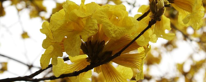 风铃木什么时候开花 风铃木什么时候开花?最佳种植时间?