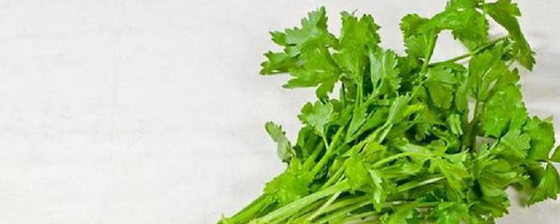 冬季大棚芹菜病害防治，附主要的病害