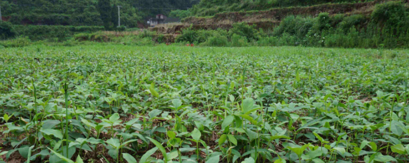 半夏种子多少钱一斤 半夏种子多少钱一斤一亩半