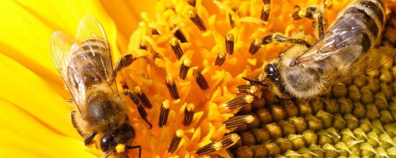 双王群怎么上继箱，注意事项有哪些 继箱双王群怎样组织?