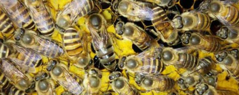 中蜂春繁时如何加脾，附注意事项 蜜蜂春繁怎样加脾