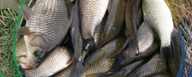 秋天钓鲫鱼多少水深合适 深秋初冬钓鲫鱼钓多深的水合适