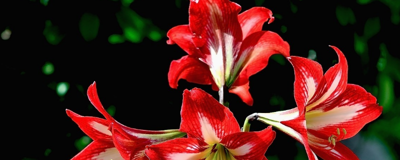 朱顶红叶子发黄怎么办（我买的朱顶红只长叶子不开花怎么办）