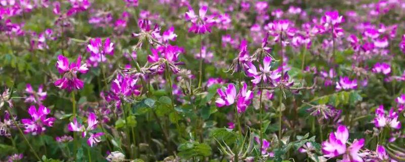 苕子什么时候开花，附地理分布（苕子开花时间）