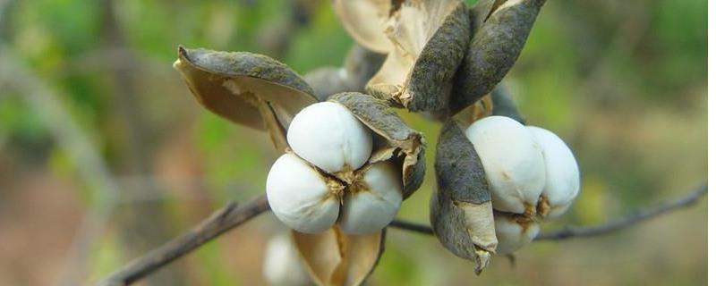 乌桕树什么时候开花,附地理分布 乌桕树主要分布在哪些地方