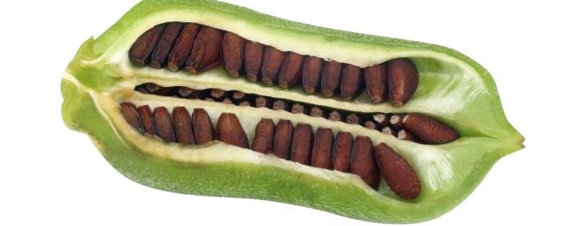 芝麻什么时候开花，附地理分布 芝麻是几月份开花