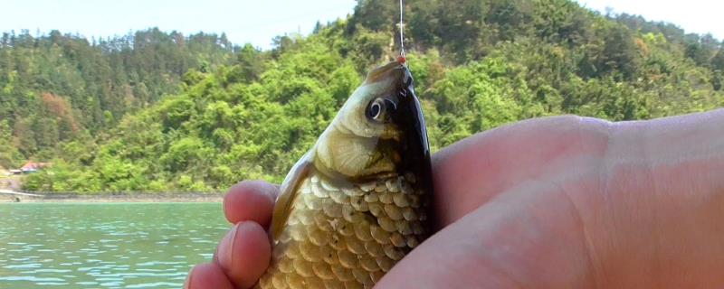 夏季野钓鲫鱼调几目最合适（夏季野钓鲫鱼调几目最合适图解）