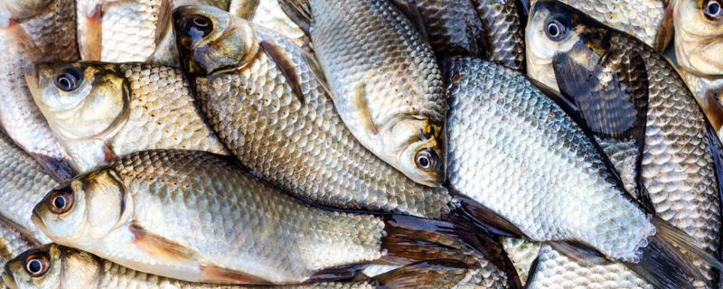 水库钓鲫鱼调几目钓几目（钓鲫鱼最好调几目钓几目）