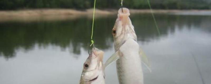 夏天钓鲫鱼钓几米最好（夏天钓鲫鱼钓几米最好呢）