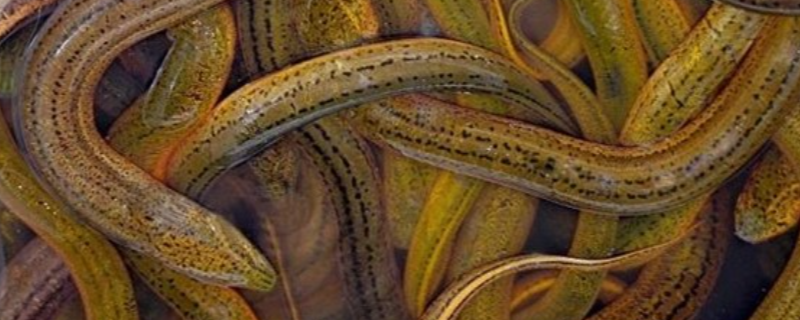 自来水养殖黄鳝注意事项，正确引用自来水养殖黄鳝的方法