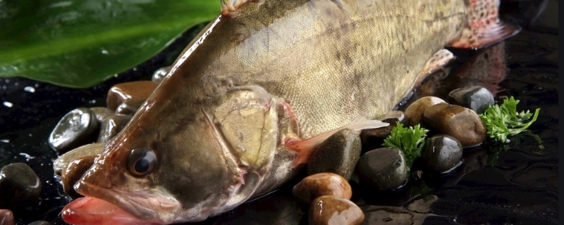 桂鱼是淡水鱼还是海鱼（鲈鱼桂鱼是淡水鱼还是海鱼）