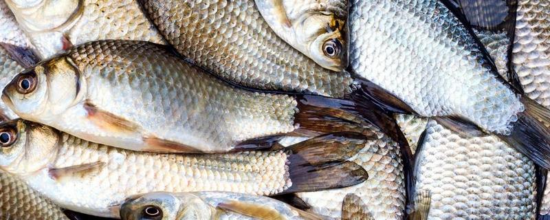 水库中鲫鱼为什么那么难钓（在水库钓鱼为什么钓的都是鲫鱼）