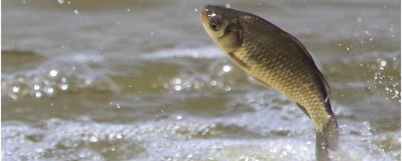 春季钓鲫鱼钓多深水合适 春季钓鲫鱼钓多深水合适呀