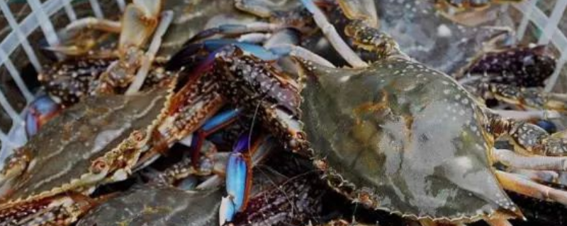 梭子蟹公母哪个好吃（梭子蟹公母哪个好吃一点）