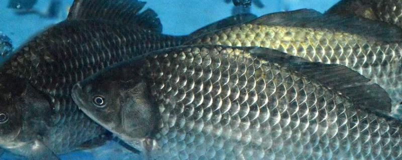 钓鲫鱼小药配方大全 钓鲫鱼小药的最佳配方