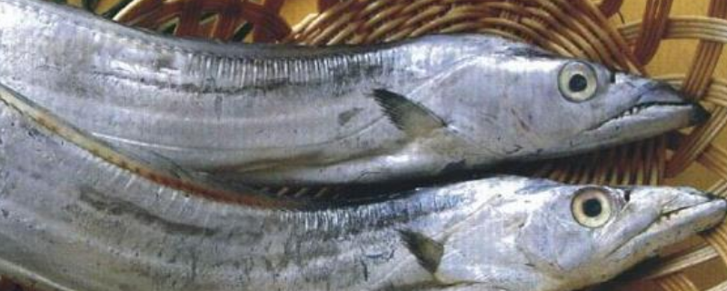 带鱼为什么都是死的 带鱼为什么都是死的不能吃
