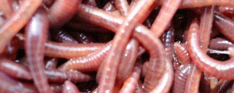 蚯蚓钓鱼用什么打窝(蚯蚓钓鱼用什么打窝料最好夏季)