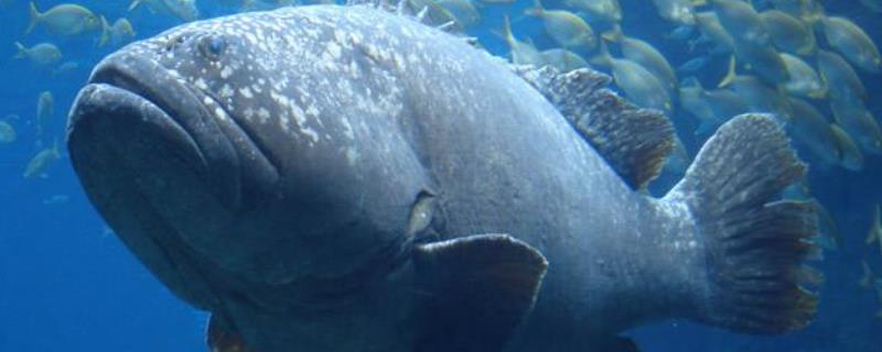 石斑鱼是海水鱼还是淡水鱼 石斑鱼是海水鱼还是淡水鱼 石斑鱼是发物吗