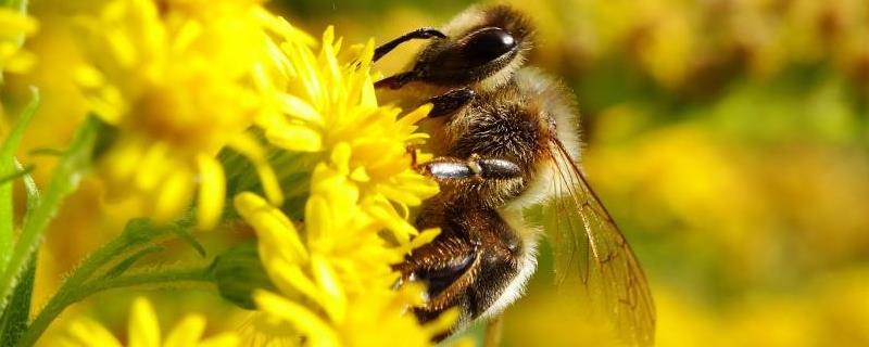 中蜂弱群怎样养成强群，强群是获得高产的基础