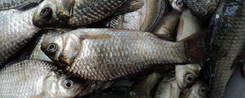 初春钓鲫鱼用什么饵料最好,自然饵料有哪些