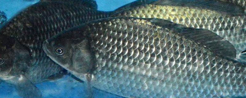 水库钓鲫鱼用什么打窝最好 水库野钓鲫鱼怎么打窝