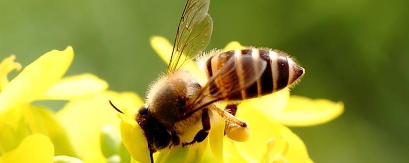 中蜂加新巢础的方法及注意事项 养中蜂什么时候加巢础合适