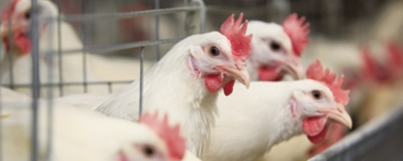 种鸡掉毛现象产生的原因，详细介绍（鸡掉毛什么原因）