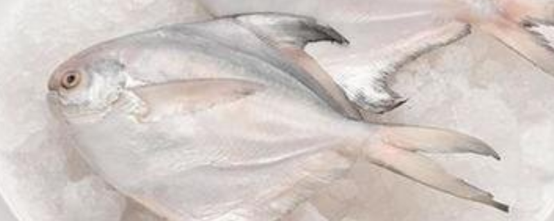 鲳鱼吃什么食物(鲳鱼吃什么?)