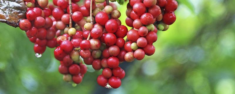 山茱萸与吴茱萸的区别，详细介绍 山吴萸与吴茱萸区别