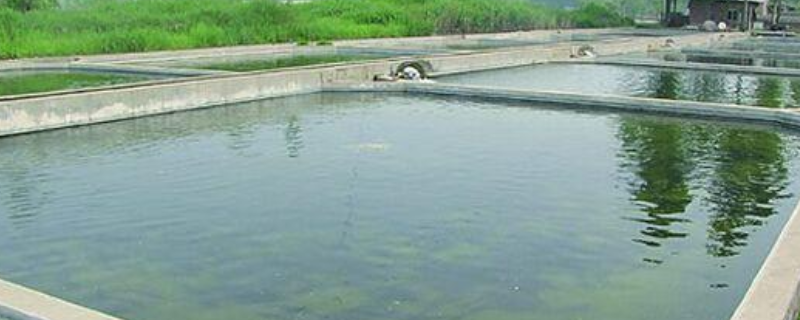 冬季低温鱼塘管理要点，有五个方面（冬季怎样提高鱼塘水温）