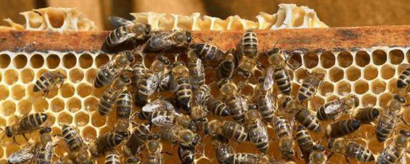 两箱蜂合并有哪十种方法(中蜂两箱合并一箱怎么操作?)