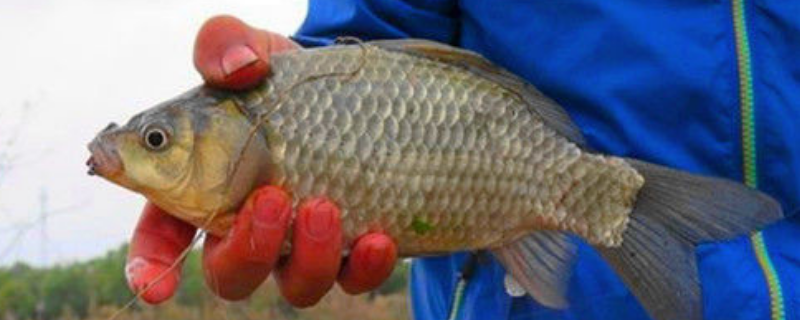 夏天钓鲫鱼用什么味道(夏天钓鲫鱼用什么味道的钩)
