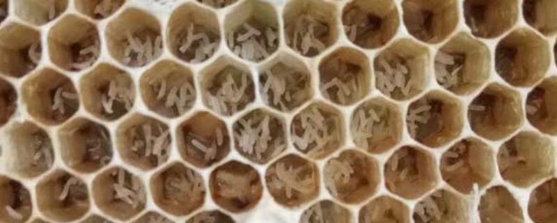 工蜂产卵20天怎么处理，注意事项有哪些