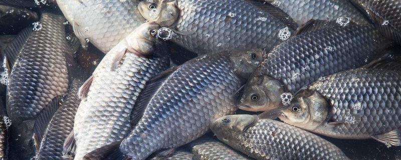 春季钓鲫鱼用什么方法最好 春季钓鲫鱼用什么方法最好钓到鱼