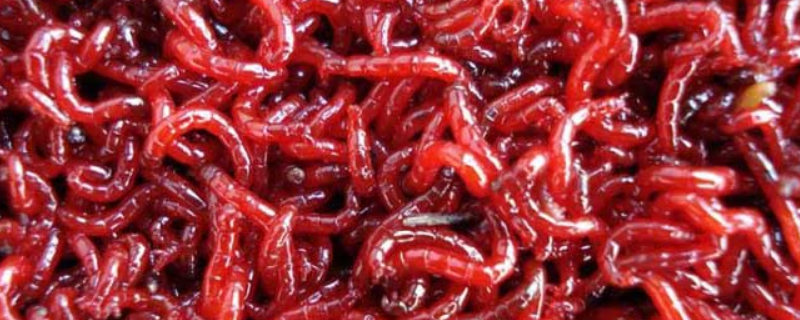 钓鱼用的红虫是什么虫 钓鱼用的红虫是什么虫的幼仔
