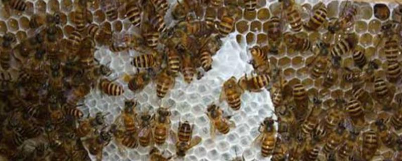 蜜蜂合并后回蜂怎么办,注意事项有哪些