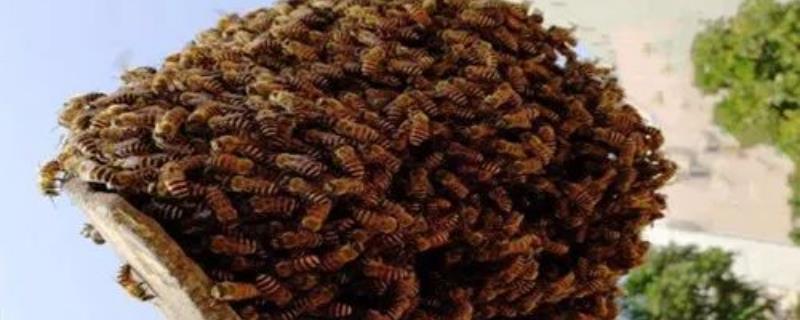 人工分蜂最佳时间及注意事项 人工分蜂什么季节最佳